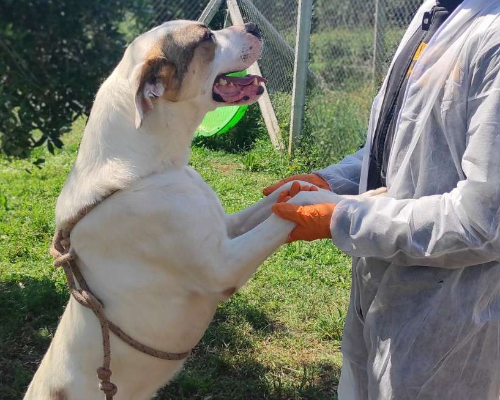 Adotta il cane Lion a Viterbo