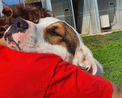 Vuoi adottare un cane a Viterbo?