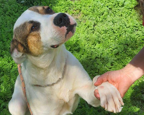 Adozione cane, maschio, meticcio, 5 anni e 4 mesi, taglia gigante, Viterbo