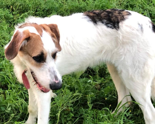 Adotta un cane, femmina, 5 anni e 2 mesi, Siracusa