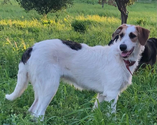 Vuoi adottare un cane a Siracusa?