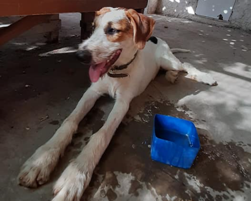 Adotta il cane Lenù a Siracusa