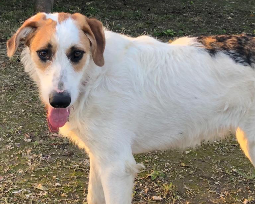 Adotta un cane, taglia media, femmina, Siracusa