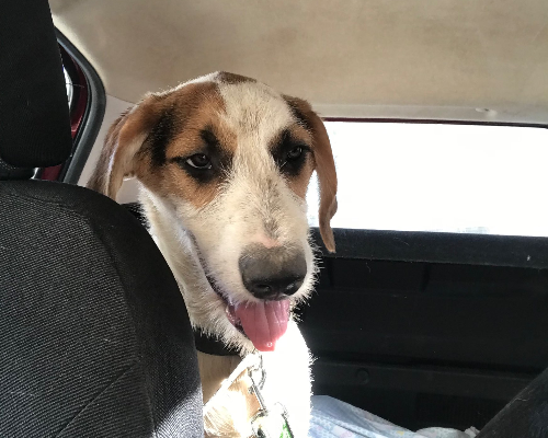 Adozione cane, femmina, meticcio, 5 anni e 2 mesi, taglia media, Siracusa
