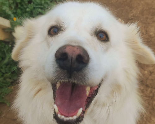 Adozione cane, maschio, Pastore maremmano, 8 anni  e 4 mesi , taglia gigante, Viterbo