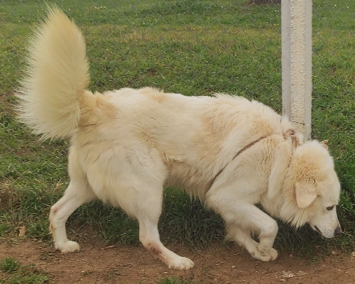 Adotta un cane, taglia gigante, maschio, Viterbo