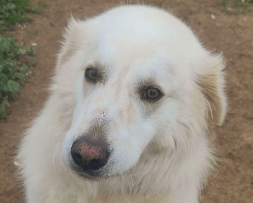 Adotta un cane, maschio, 8 anni  e 4 mesi , Viterbo