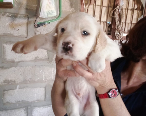 Adozione cane, maschio, meticcio, 3 anni, taglia grande, Siracusa