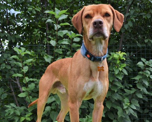Adotta un cane, taglia media, maschio, Pavia