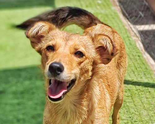 Adotta un cane, taglia media contenuta, femmina, Crotone