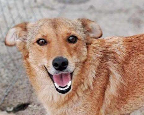 Adotta un cane, femmina, 4 anni e 5 mesi, Crotone