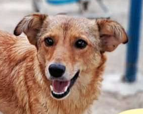 Adozione cane, femmina, meticcio, 4 anni e 5 mesi, taglia media contenuta, Crotone