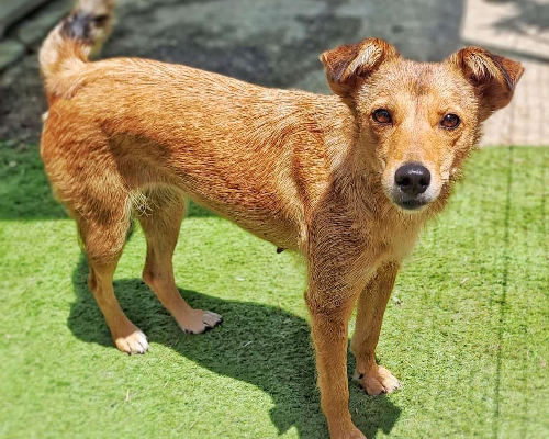 Vuoi adottare un cane a Crotone?