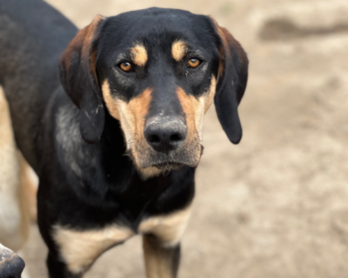 Foto dell'animale