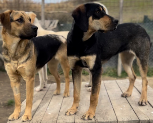 Adotta il cane Benedetta a Roma
