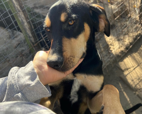 Vuoi adottare un cane a Roma?