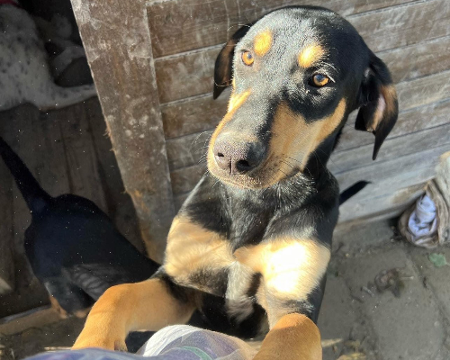 Adotta un cane, taglia media, femmina, Roma