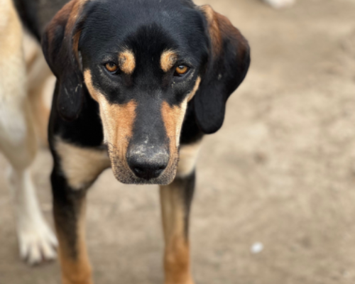 Adotta un cane, femmina, 3 anni  e 1 mese, Roma