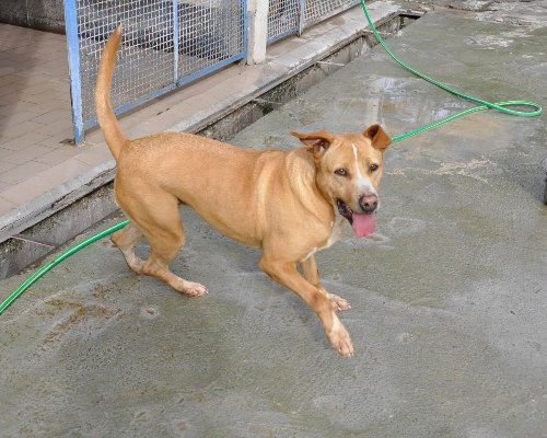 Vuoi adottare un cane a Napoli?