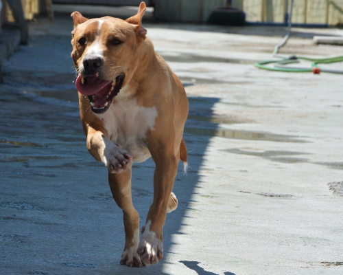 Adotta un cane, femmina, 9 anni  e 3 mesi , Napoli