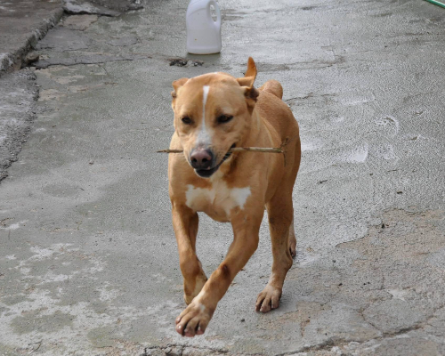 Adotta un cane, taglia media, femmina, Napoli