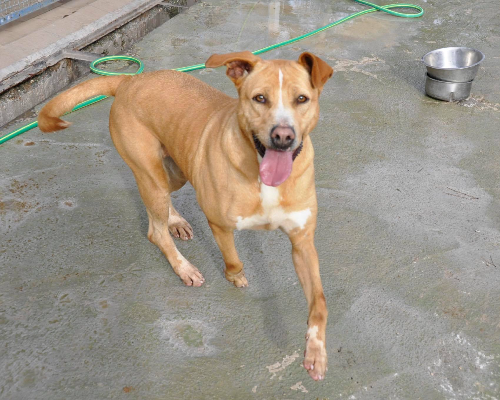Adotta il cane Wonder a Napoli