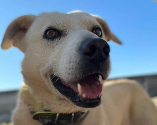 Adozione cane, maschio, Labrador Retriever, 10 anni e 9 mesi, taglia grande, Crotone