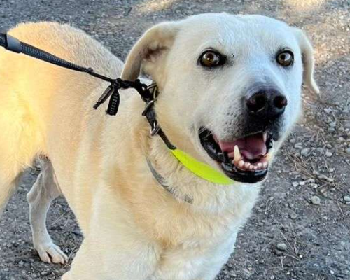 Adotta un cane, taglia grande, maschio, Crotone