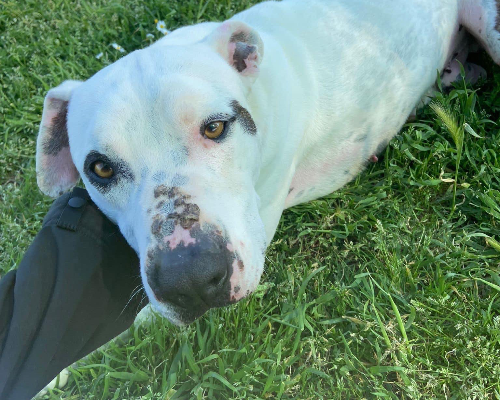 Adozione cane, maschio, meticcio, 5 anni  e 4 mesi , taglia media, Roma