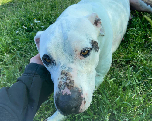 Adotta un cane, maschio, 5 anni  e 4 mesi , Roma
