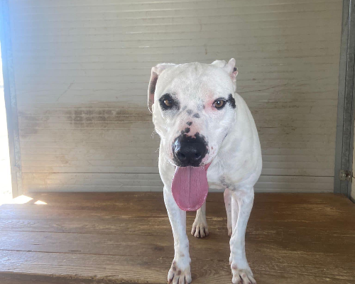 Adotta un cane, taglia media, maschio, Roma