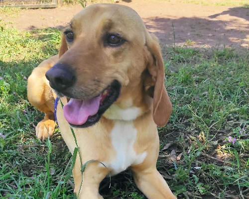 Adotta un cane, taglia media contenuta, maschio, Viterbo