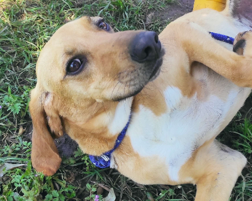 Adotta un cane, maschio, 6 anni  e 6 mesi , Viterbo