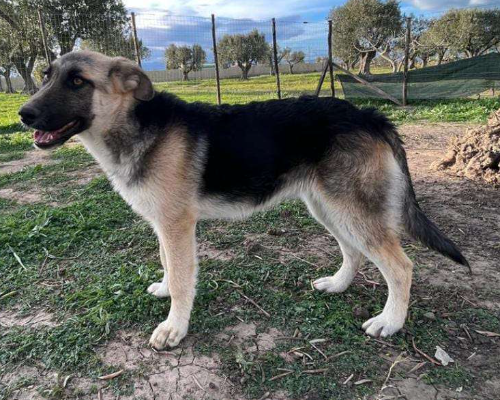 Adotta un cane, femmina, 3 anni e 3 mesi, Crotone