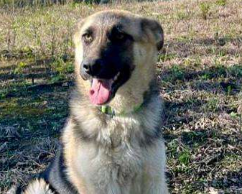 Adozione cane, femmina, meticcio, 3 anni e 3 mesi, taglia grande, Crotone