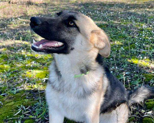 Adotta il cane EMY a Crotone