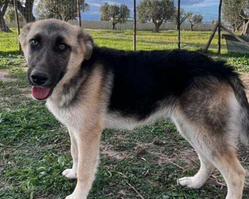 Adotta un cane, taglia grande, femmina, Crotone