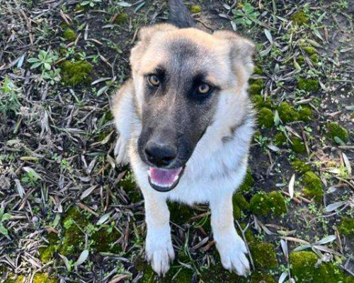 Vuoi adottare un cane a Crotone?