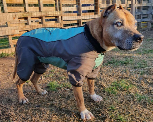 Adotta un cane, maschio, 3 anni  e 4 mesi , Milano