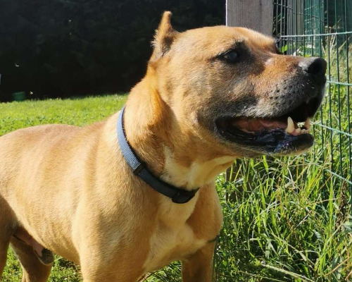 Vuoi adottare un cane a Milano?