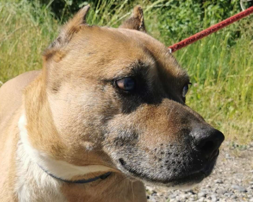Foto dell'animale