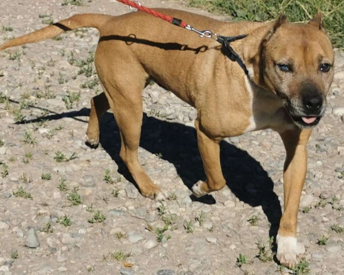 Adotta un cane, taglia media, maschio, Milano