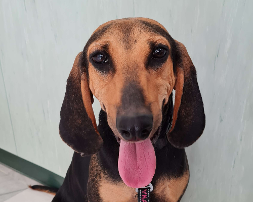 Adotta un cane, maschio, 6 anni, Napoli