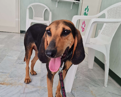 Adozione cane, maschio, Segugio, 6 anni, taglia media, Napoli