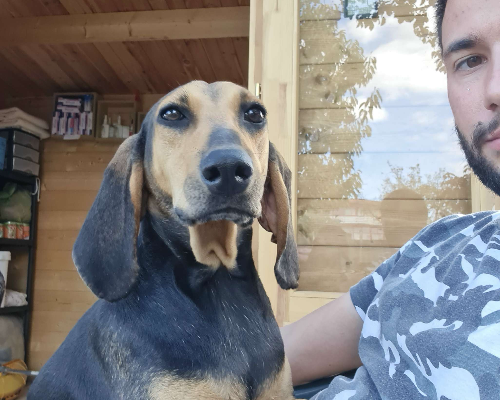 Vuoi adottare un cane a Napoli?