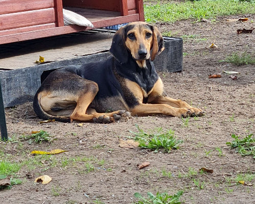 Adotta il cane PIPPO a Napoli