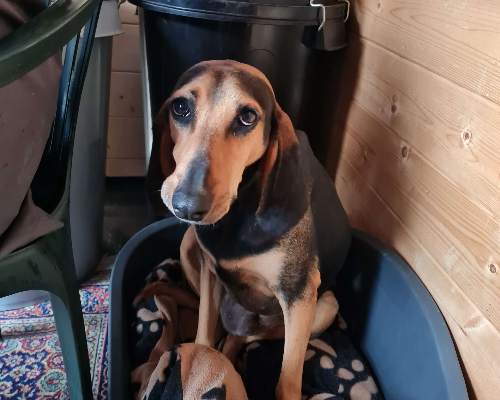 Adotta un cane, taglia media, maschio, Napoli