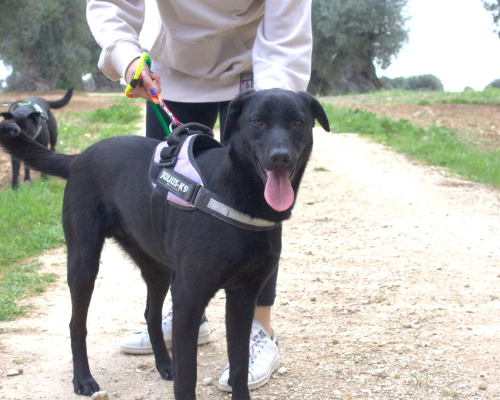Adotta un cane, maschio, 3 anni e 11 mesi, Taranto