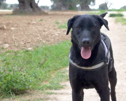 Adozione cane, maschio, meticcio, 3 anni e 11 mesi, taglia media, Taranto