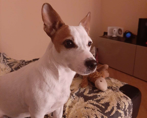Adotta il cane Mirai a Pavia